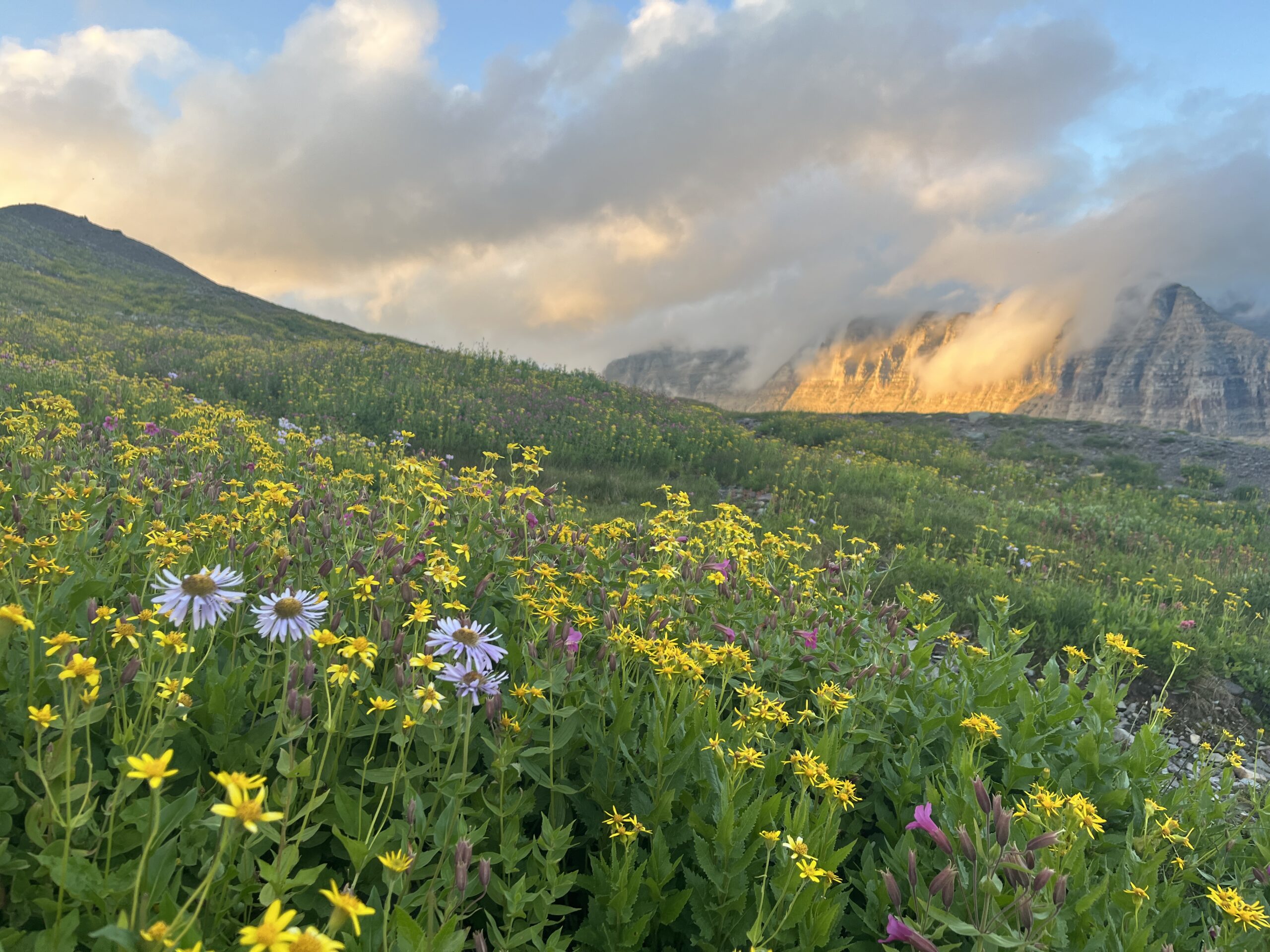 Wildflowers in Glacier National Park